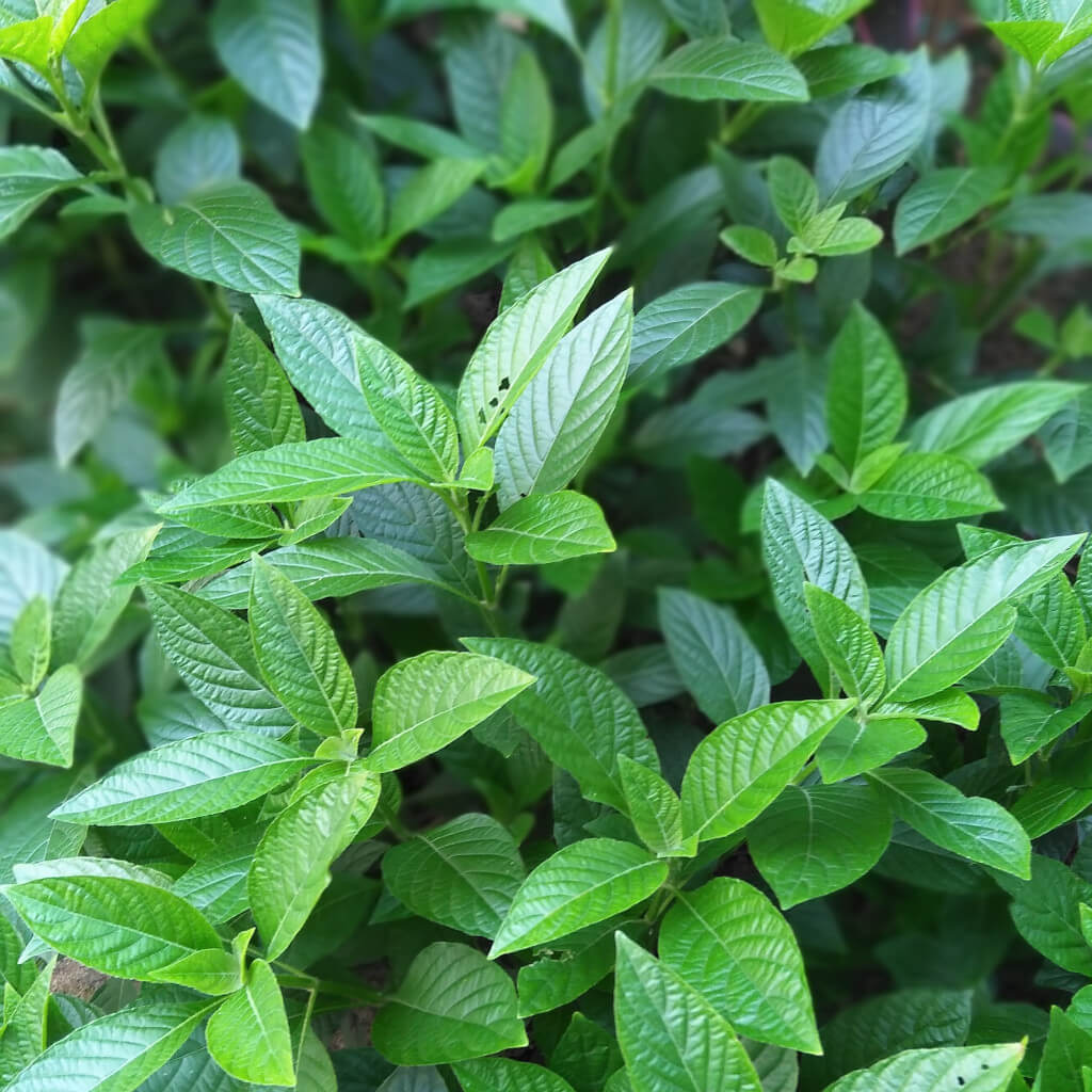 Battle Balm CBD is the number 1 all natural and organic CBD cream for superior topical pain relief